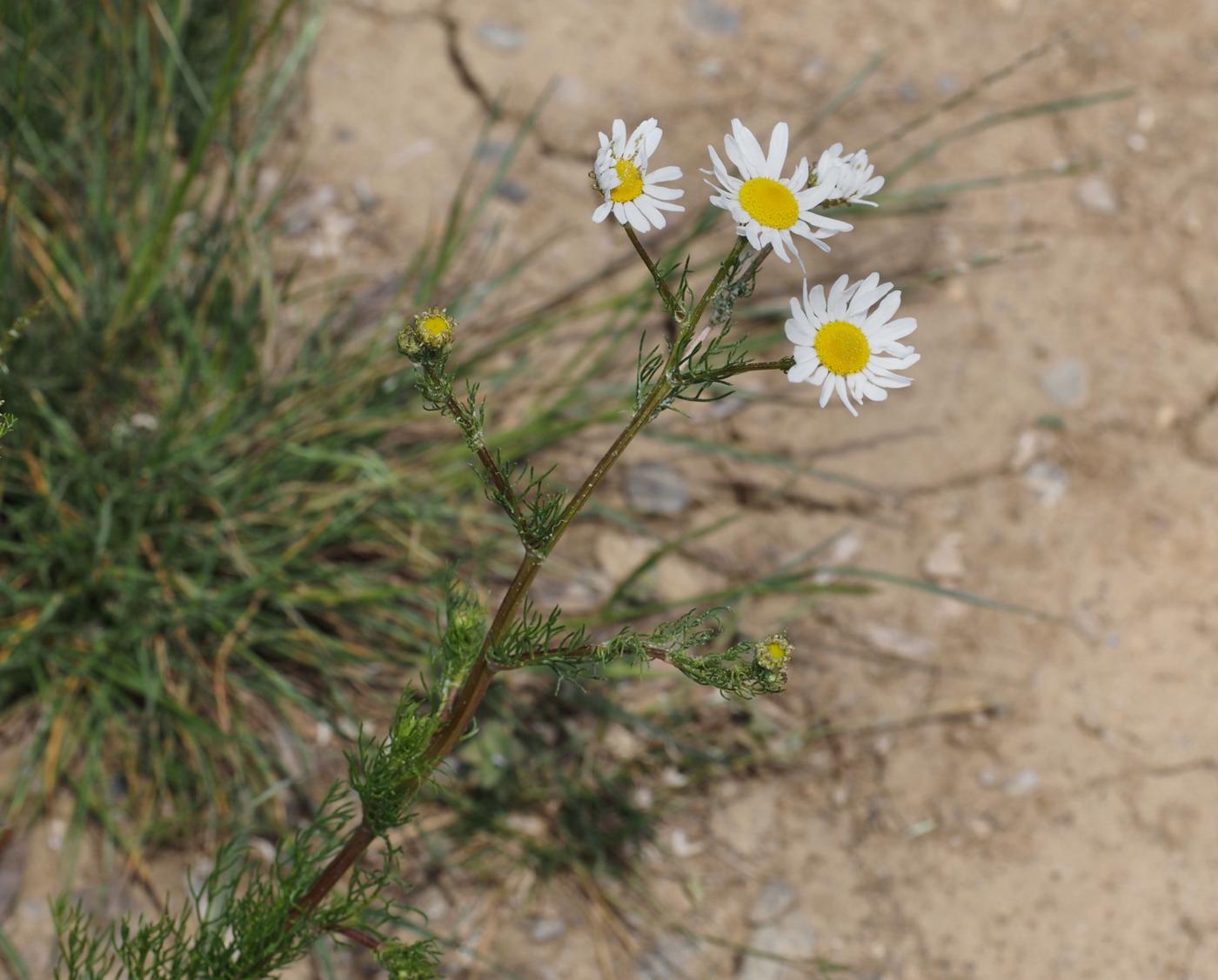 Mayweed, Scentless plant